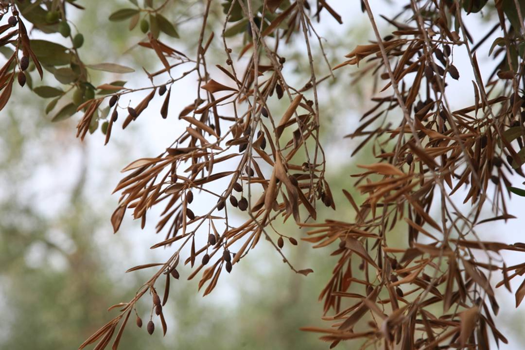 DGAV divulga poster relativo a Xylella fastidiosa