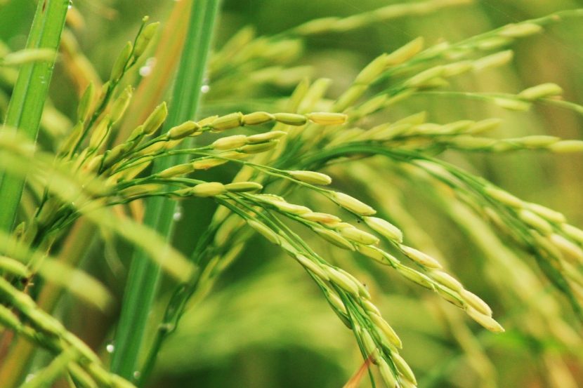 Arroz - Novas normas de comercialização
