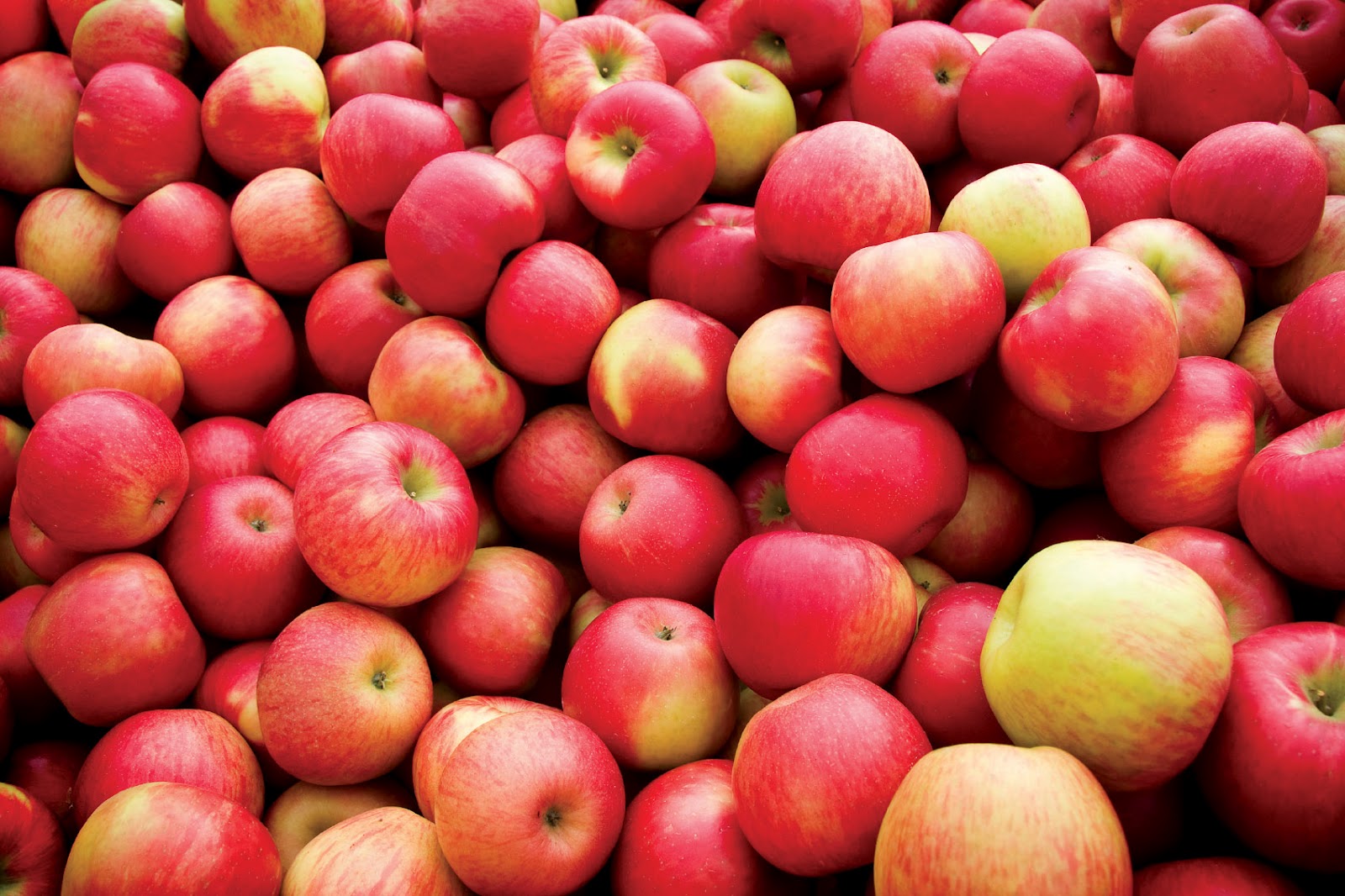 Jornadas Técnicas Fruticultura INIAV e Asfertglobal